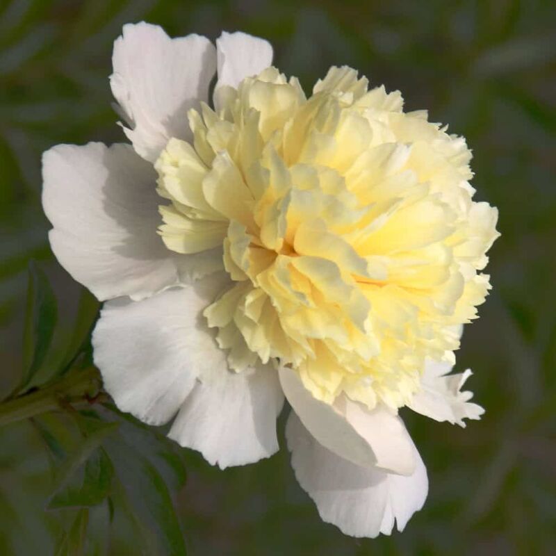 Paeonia lactiflora 'Laura Dessert' ---